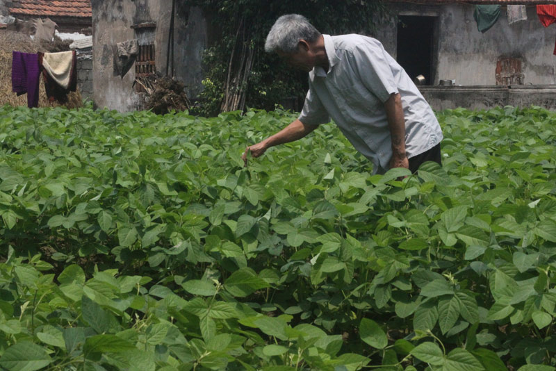 Dân[-]điêu[-]đứng[-]vì[-]tin[-]đồn[-]nhảm[-]đậu[-]tương[-]gây[-]ung[-]thư
